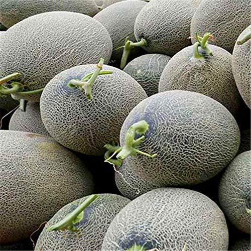 TOYHEART 100 Piezas De Semillas De Frutas De Primera Calidad, Semillas De Melón Hami, Deliciosas Semillas De Frutas Dulces De Melones Cantalupo Para El Jardín Semillas de melón TOYHEART 100 Piezas De Semillas De Frutas De Primera Calidad, Semillas De Melón Hami, Deliciosas Semillas De Frutas Dulces De Melones Cantalupo Para El Jardín Semillas de melón