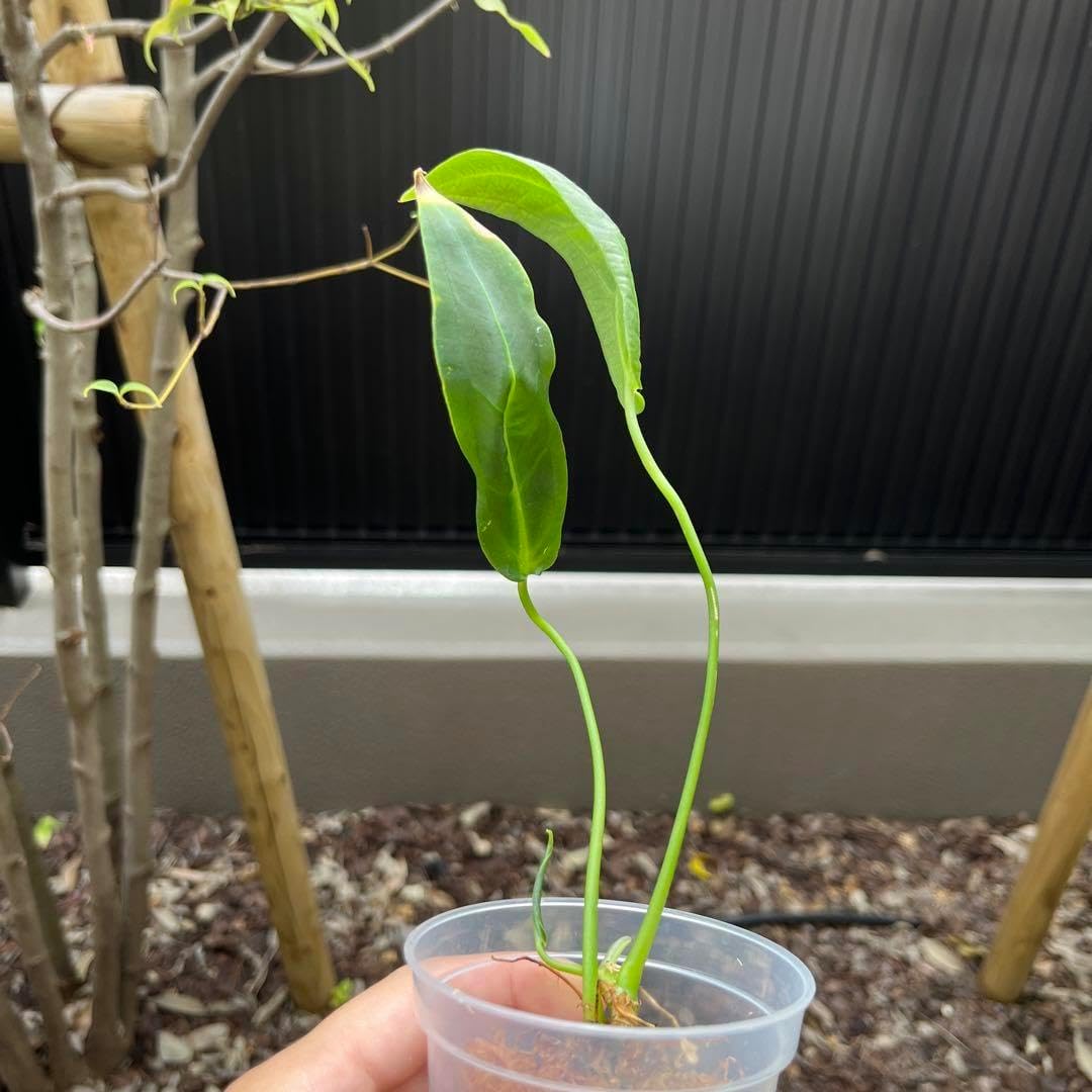 79 warocqueanum ワロクアーナム アンスリウム Anthurium