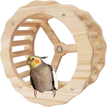 鳥 61UONskko9L._AC_UF350,