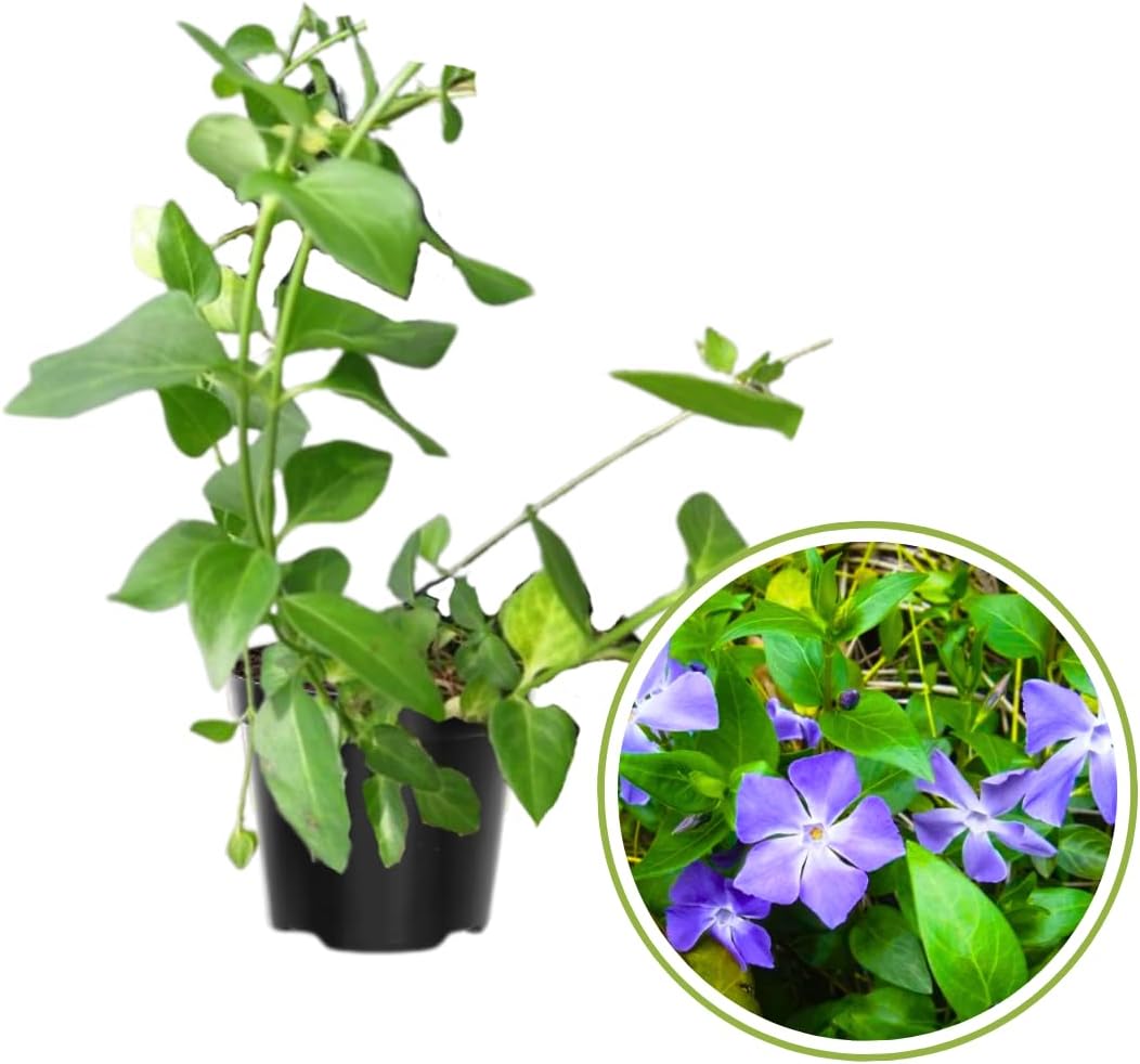 2 Vinca Plants, Creeping Periwinkle Plants Live in 4 Inc Potted, Ground Cover Vine Plant Live, Vinca Minor Plant Live, Periwinkle Vinca Live Plant