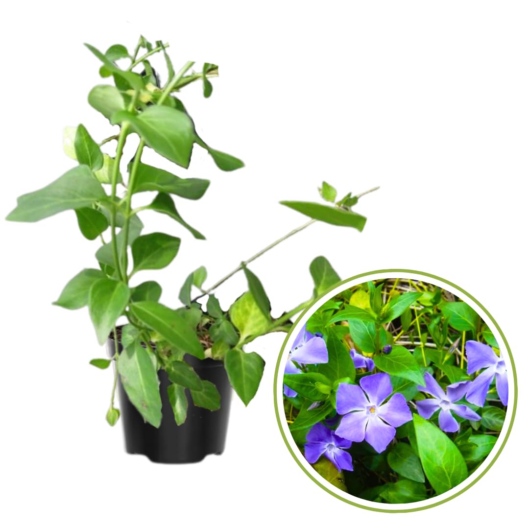 2 Vinca Minor Plants Live, Creeping Periwinkle Plants Live, Vinca Minor Live Plant Indoor, Purple Vinca Plant Pot, Ground Cover Plant Live, 3 to 6
