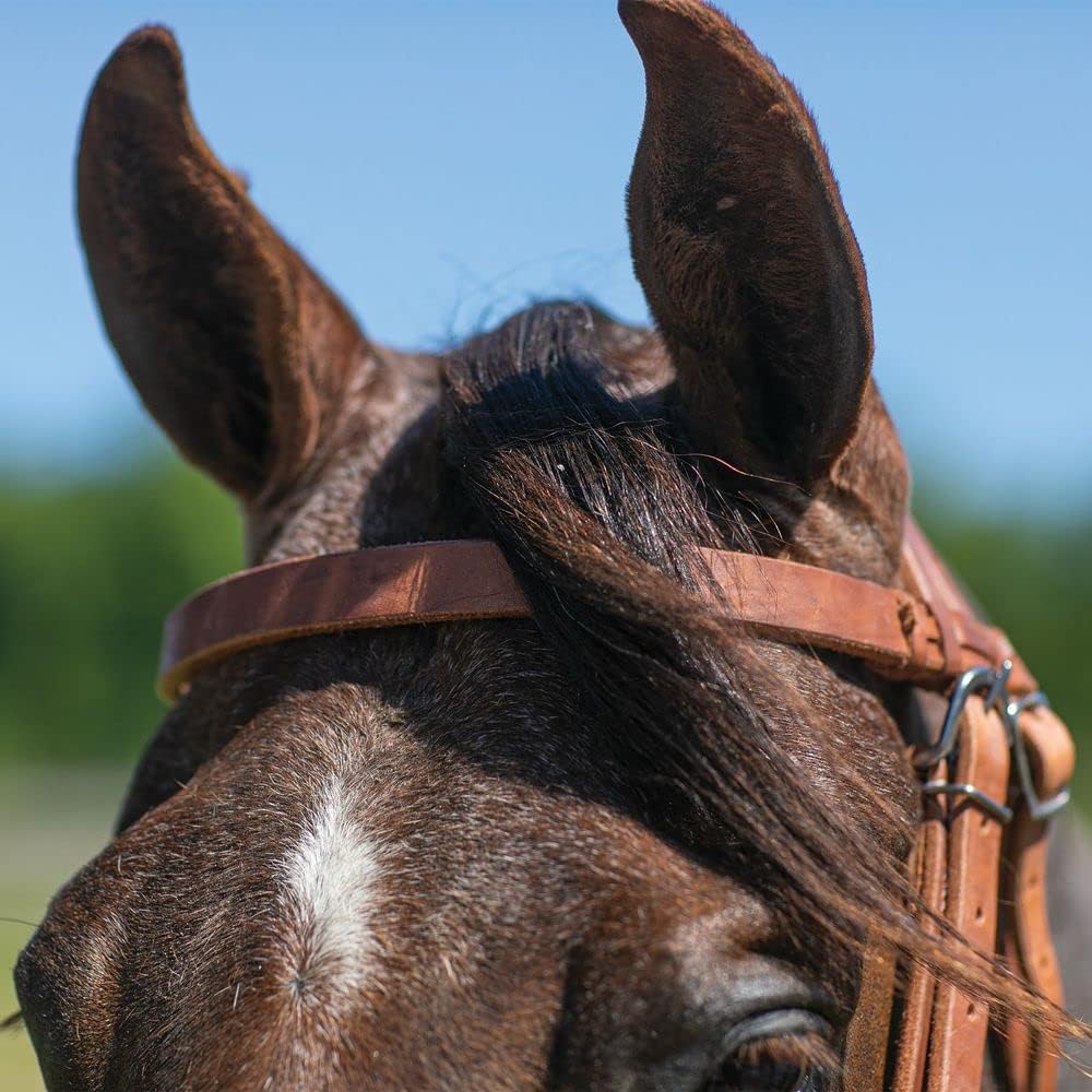 Schneiders Rolled Leather Nose Side Pull | Bitless Training Aid | Ideal for Non-Bit Ready Horses | Hand-Rubbed Heavyweight Harness Leather | Adjustable for Comfort | Equestrian Essential