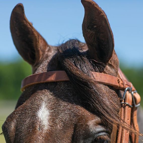 Schneiders Rolled Leather Nose Side Pull | Bitless Training Aid | Ideal for Non-Bit Ready Horses | Hand-Rubbed Heavyweight Harness Leather | Adjustable for Comfort | Equestrian Essential