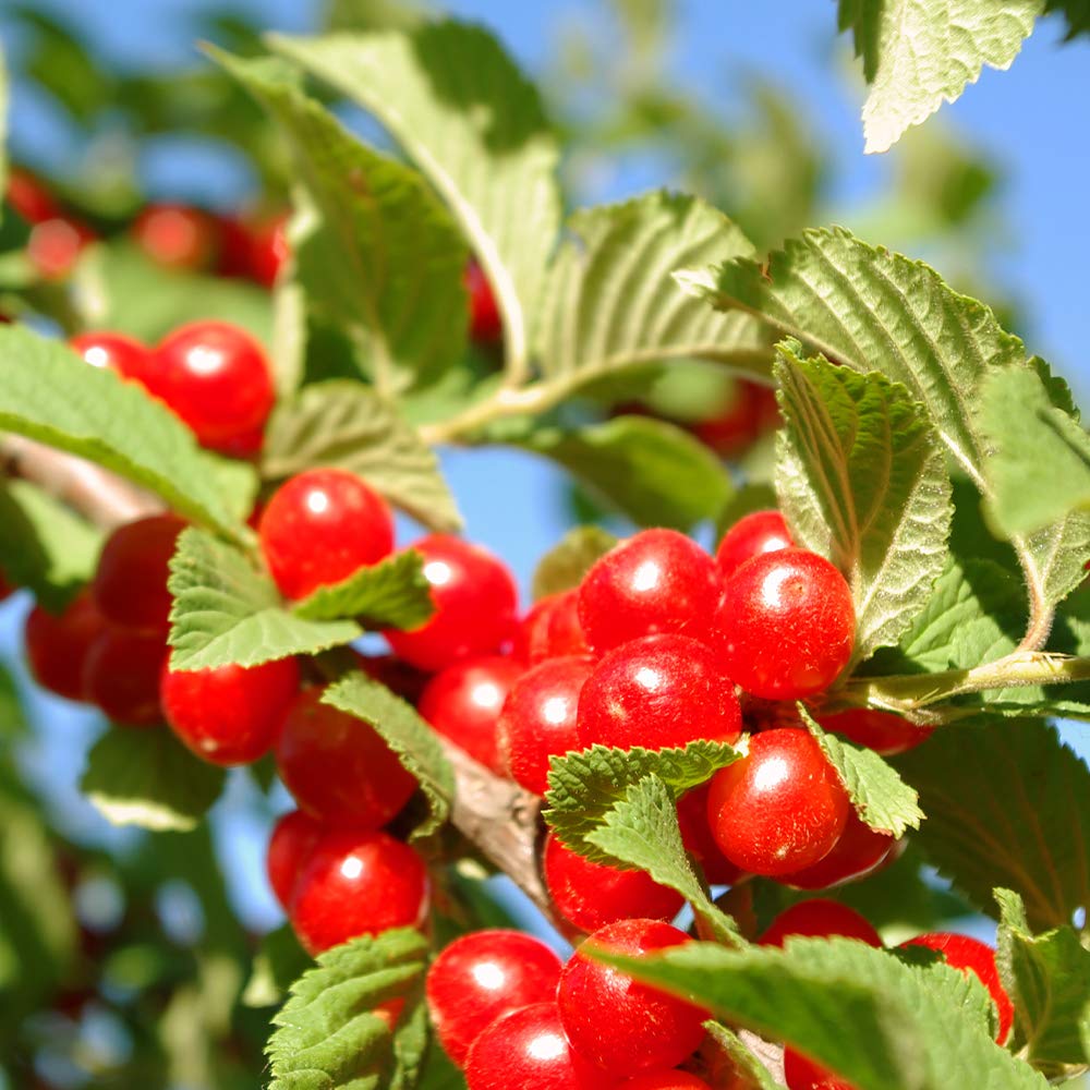 Amazon.co.jp: ユスラウメの苗木 赤実【品種で選べる果樹苗木 2年生