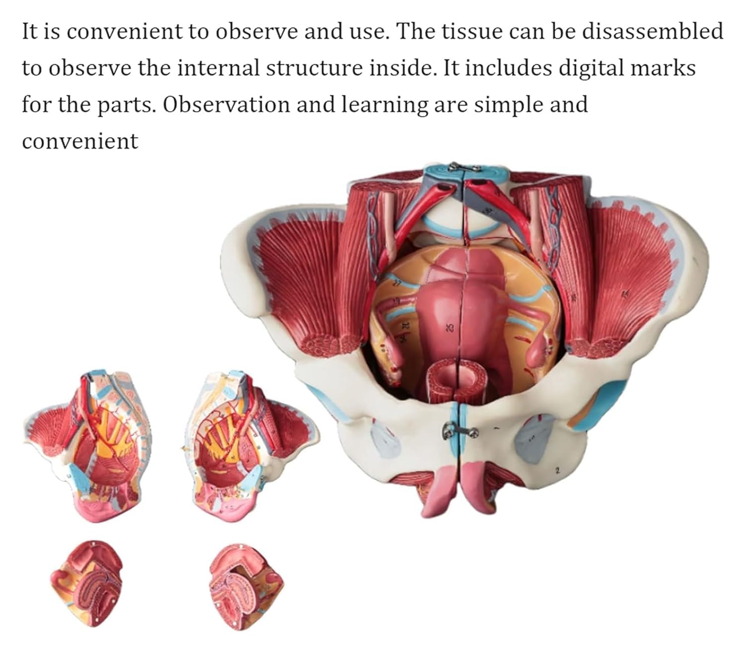 ANATOMY - FEMALE 解剖学模型 Amazon.co.jp: 解剖模型 女性医療解剖学的骨盤モデル生殖器血管神経筋