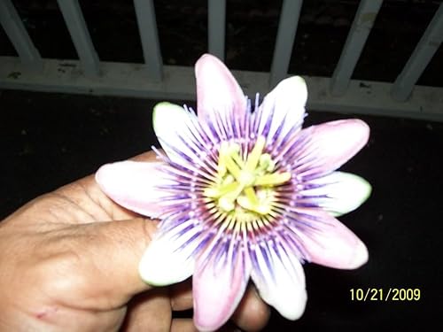 10Púrpura grandilla Passion Flower Passiflora Caerulea vid semillas