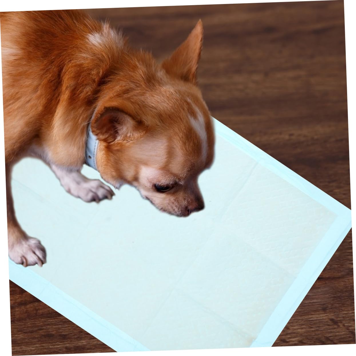 UPKOCH 100pezzi Tappetini Monouso Assorbenti Per Cani e Cuccioli Tappetini Per Per Animali Domestici Adatti Per Addestramento Al Vasino Pulizia Quotidiana