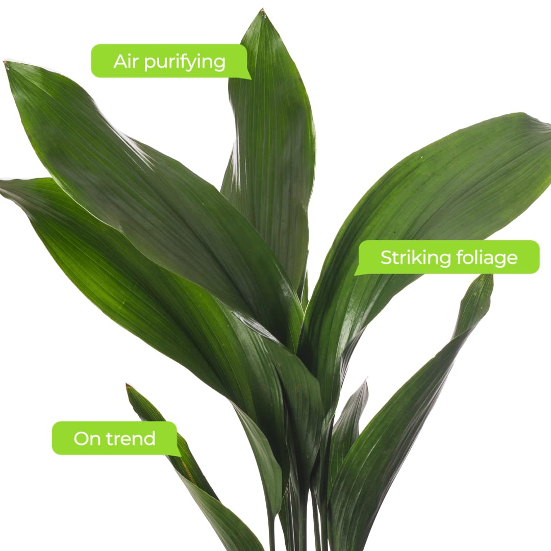 Gusseisenpflanze Aspidistra Elatior Zimmerpflanzen Immergrün Groß Exotisch