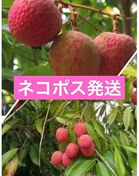 Amazon.co.jp: ライチ(レイシ) 抜き苗 1株 無農薬栽培 発送