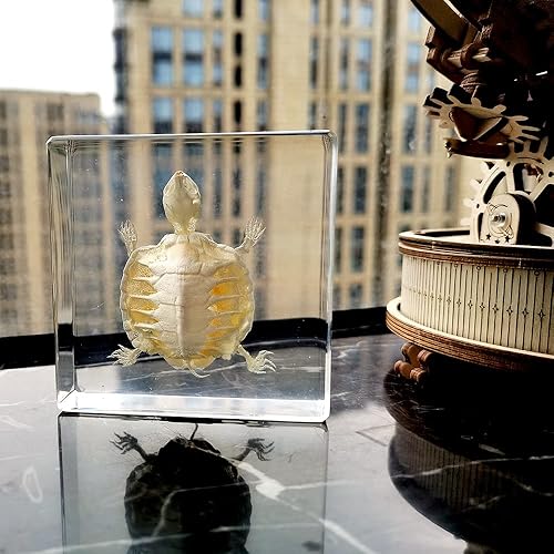 Miniatura 3 de Especímenes de esqueleto de tortuga real en manualidades de pisapapeles de resina, colección de taxidermia de animales para educación científica y