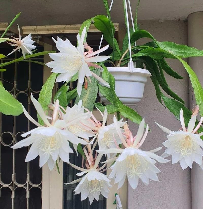 Original White Brahma Kamal Live Plant For Indoor Outdoor Home, Balcony & Terrace Garden-image-12