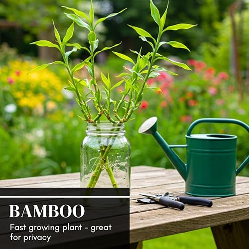 Miniatura 5 de Semillas de bosque de bonsái de bambú japonés para plantar, 100 semillas