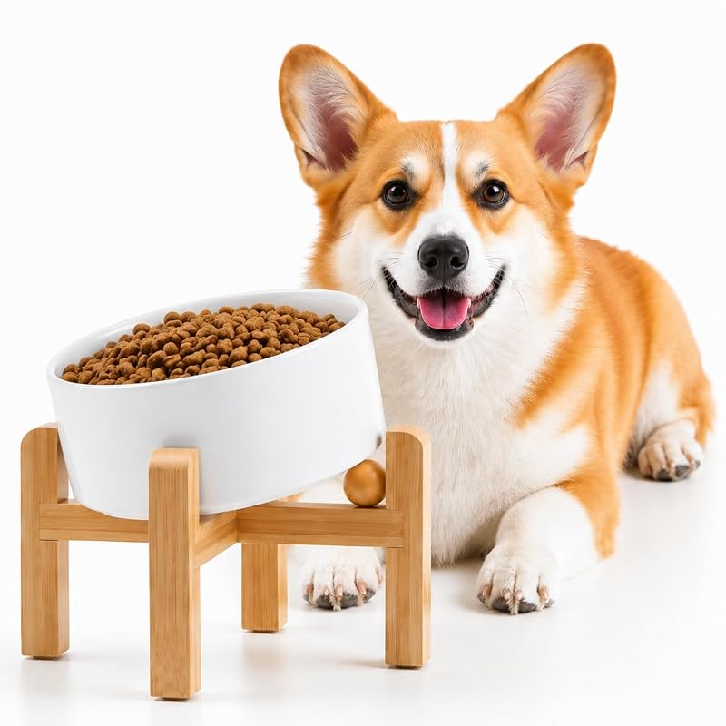 Comedouro Elevado Inclinado de Cerâmica para Gatos e Cães Pequenos Petygooing Branco 400 mL