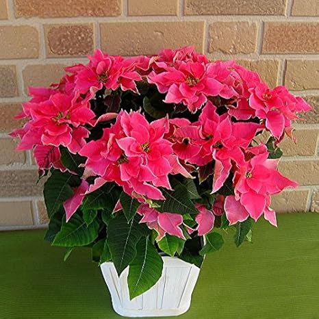 Amazon フラワーショップヤーミー特選サントリーのプリンセチア新品種八重咲き ローザ 5号鉢カバー付き 観葉植物 オンライン通販 Amazon フラワーショップヤーミー特選サントリーのプリンセチア新品種八重咲き ローザ 5号鉢カバー付き 観葉植物 オンライン通販
