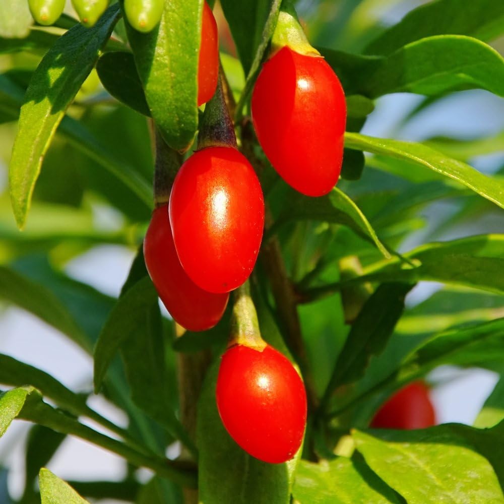 LYCIUM barbarum Gojiberry 3L