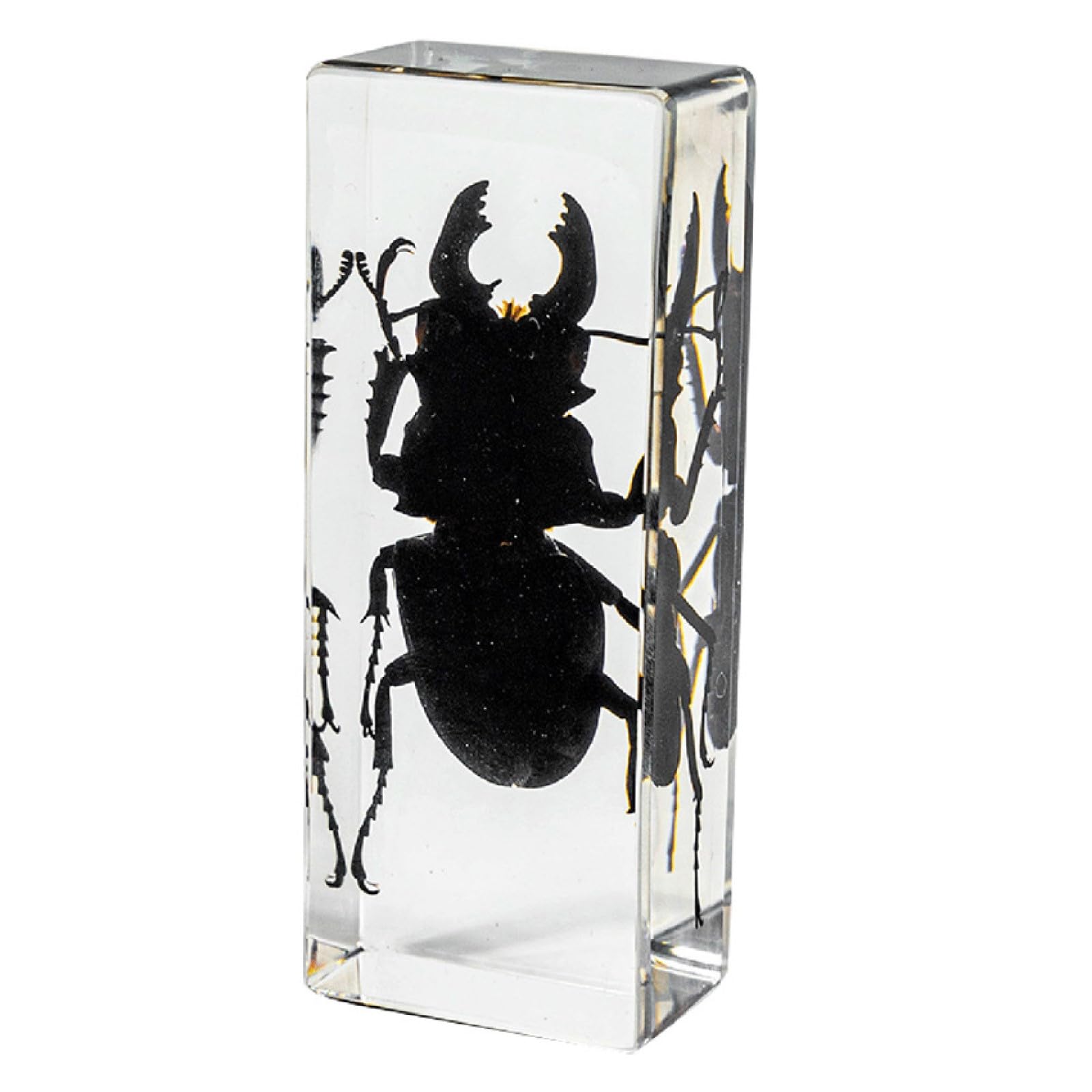 DRXRD Specimen in Resin, Transparent Bug Taxidermy, Amber Insect Decor, for Science Classroom Science Education, Collection and Paperweights Stag beetle