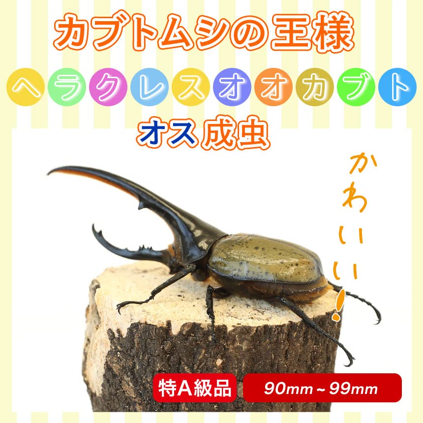 Amazon | 出荷/販売元：むしや本舗【ヘラクレスオオカブト成虫