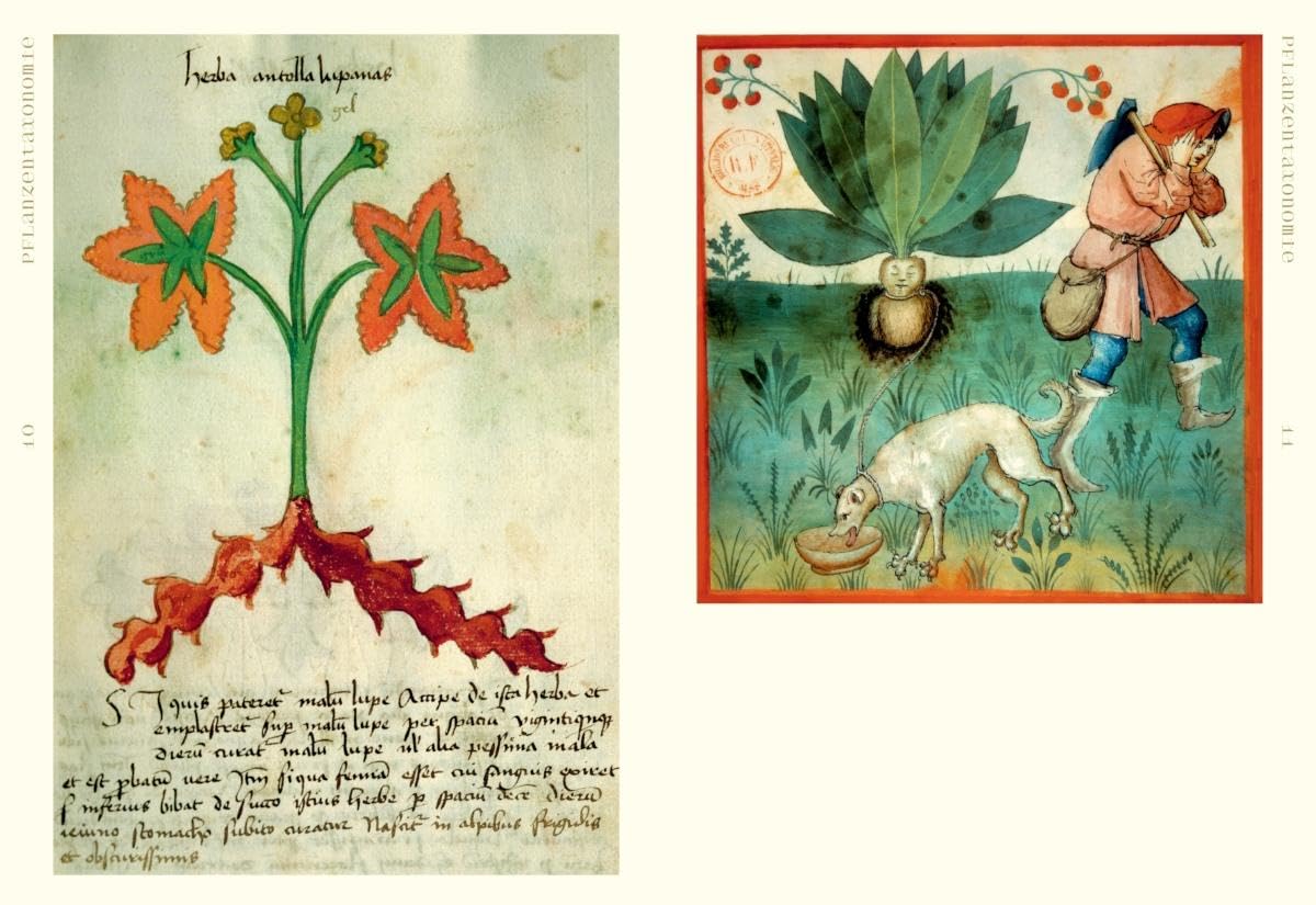 Herbarien: Pflanzensammlungen, botanische Fiktionen und Florilegien – Kunst, Design und botanische Illustration