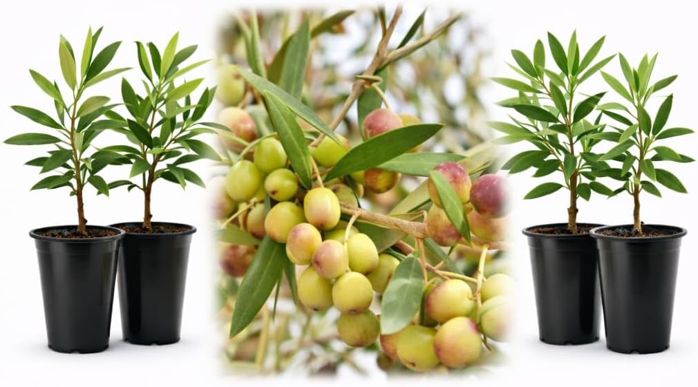 Olive Trees Arbequina (Black) Includes Four (4) Live Plants