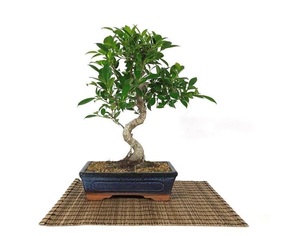 Bonsai di Ficus Retusa vaso cm. 25