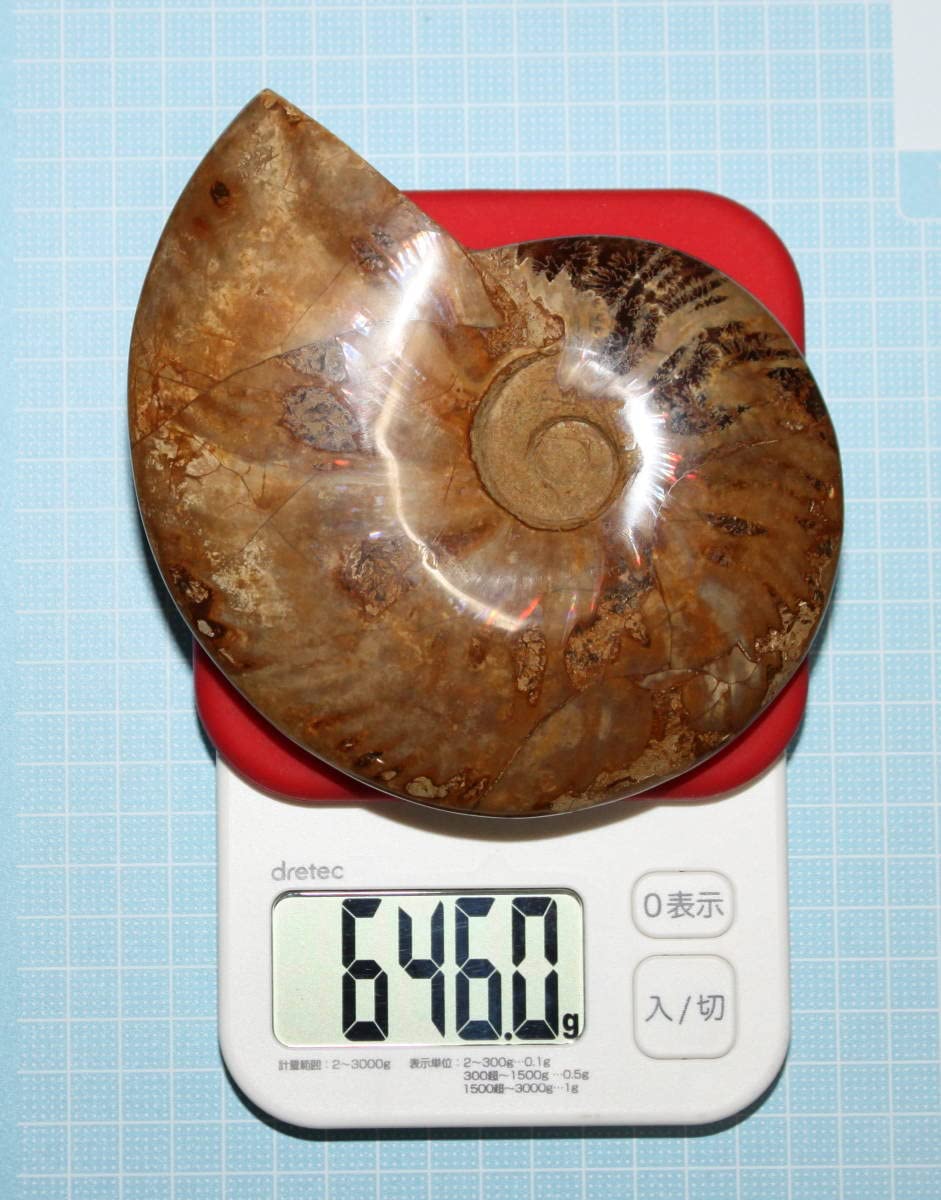 アンモナイト 約300g ☆貴重－アンモナイト縫合線オパール化石標本