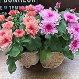 2個セット マウントオービスク 5色ミックス