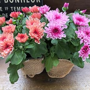 Amazon.co.jp: 花 - 苗: DIY・工具・ガーデン