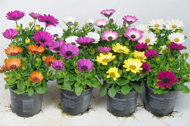 Margaritas de Exterior - Pack 8 Plantas - Dimorphoteca con Flores de Colores Plantas Naturales para Terraza y Jardín