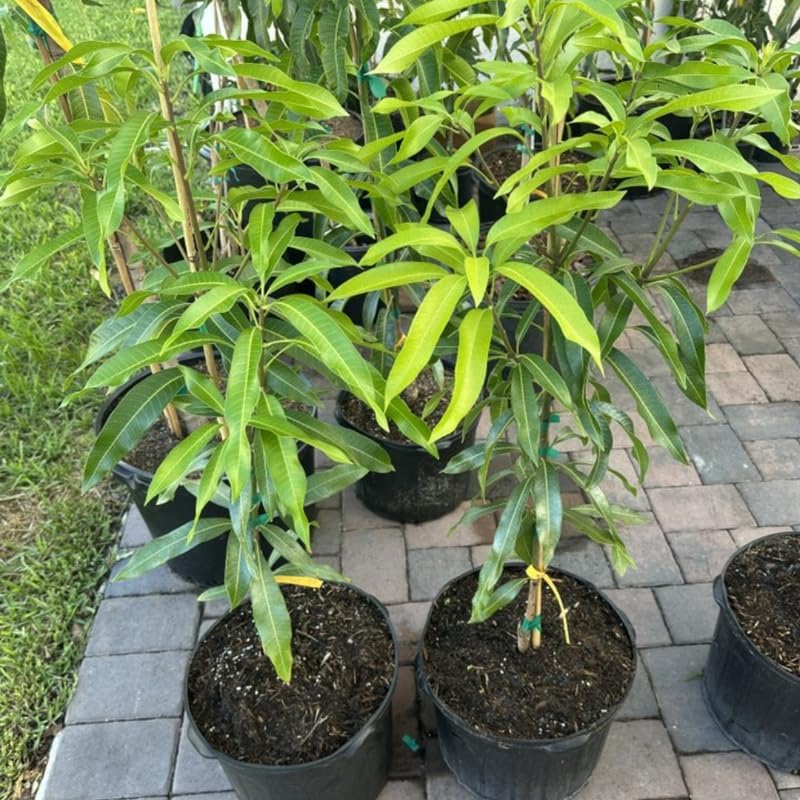 Dwarf Mango Tree Live Plant, Fully Rooted in 3 Gallon Pot, Tropical Mango Fruit Tree for Indoor or Outdoor Growing