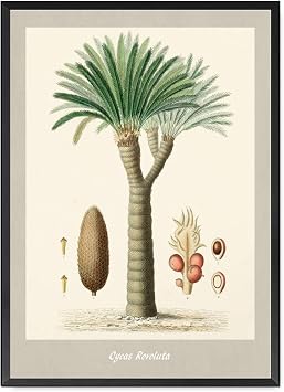 SFXLUCART Poster Decorative Canvas Painting Sago Palm Print Vintage Botanical Poster Bedroom and Kitchen Office Wall Decoration 8X12inch