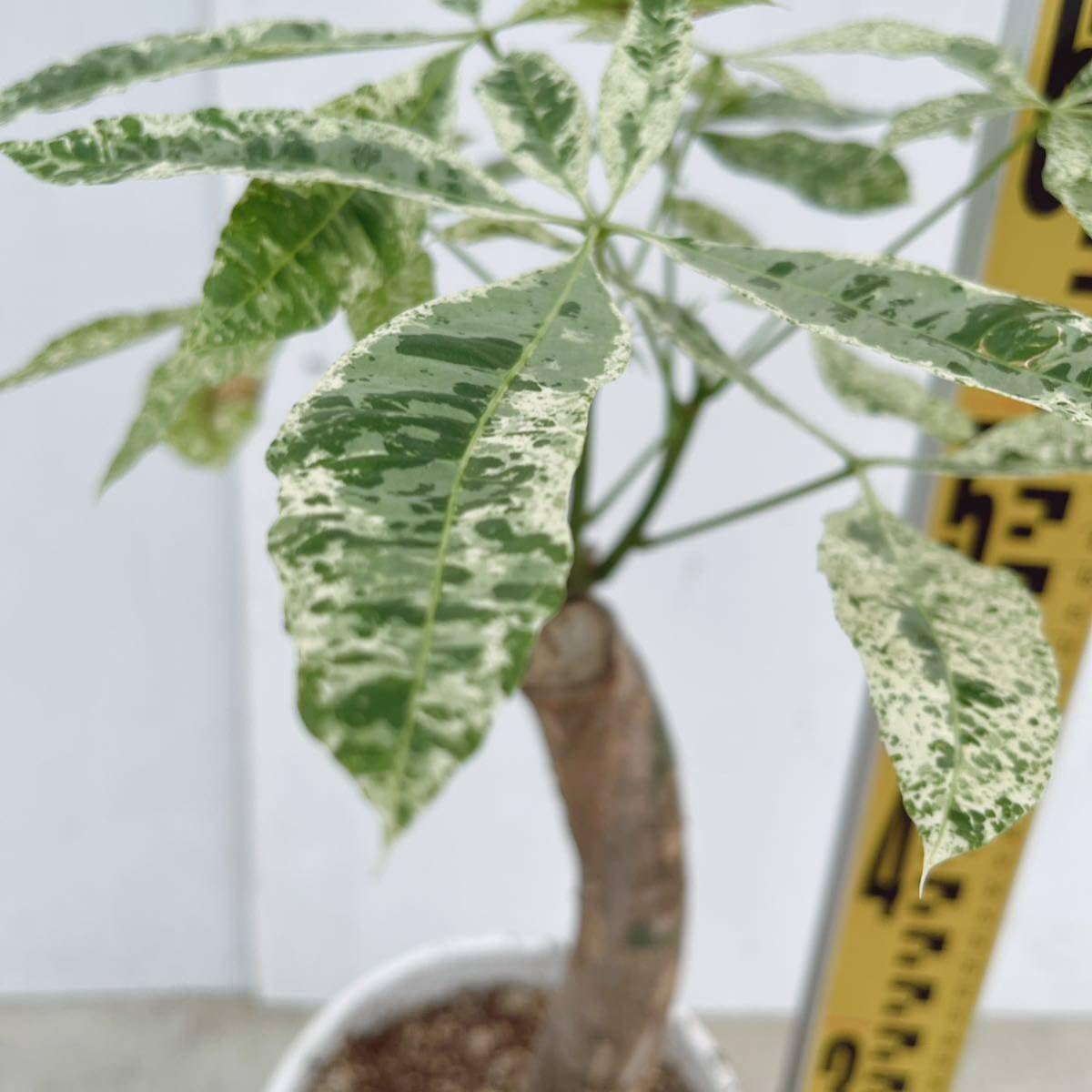 Amazon.co.jp: 観葉植物 パキラ ミルキーウェイ接木 6号