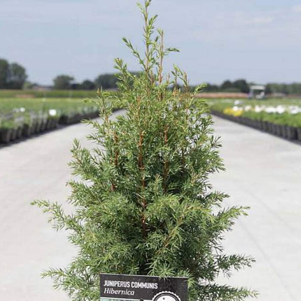 Juniper Plant Irish Juniper Hardy Tree Evergreen NeedleLike Foliage