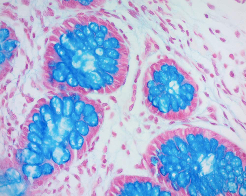 Alcian Blue Solution, pH 2.5, 500ml