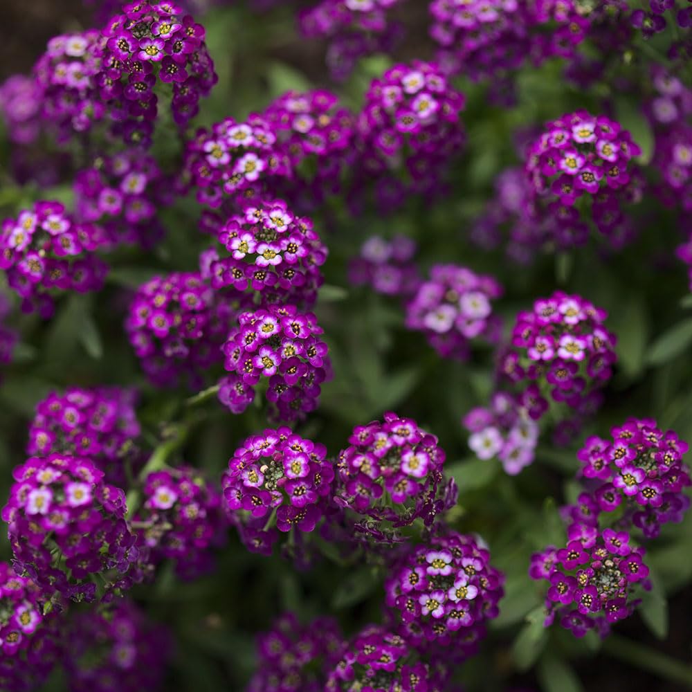 Alyssum Violet Queen Seeds – RHS Award of Garden Merit – Fragrant, Versatile & Richly Coloured – RHS Plants for Pollinators - Hardy Annual – for Your Beautiful Garden — image 1