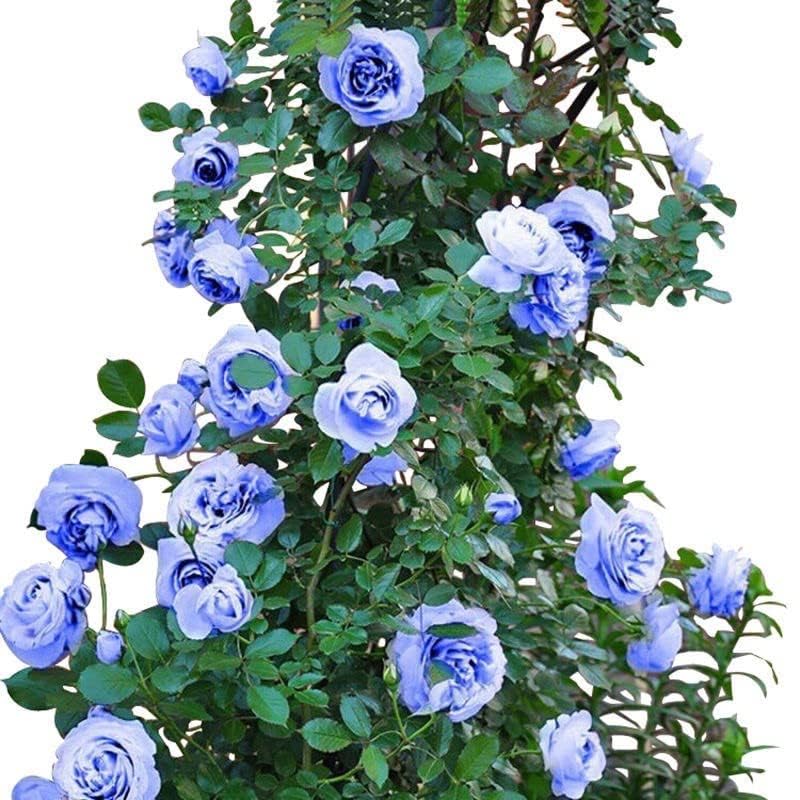 DIOART-PUSA™Blue Climbing Rose Flower Seeds. 20 Seeds Eco Pack-15 SEEDS-RS-14 (B0CRB17ZCC) Amazon Price History, Amazon Price Tracker