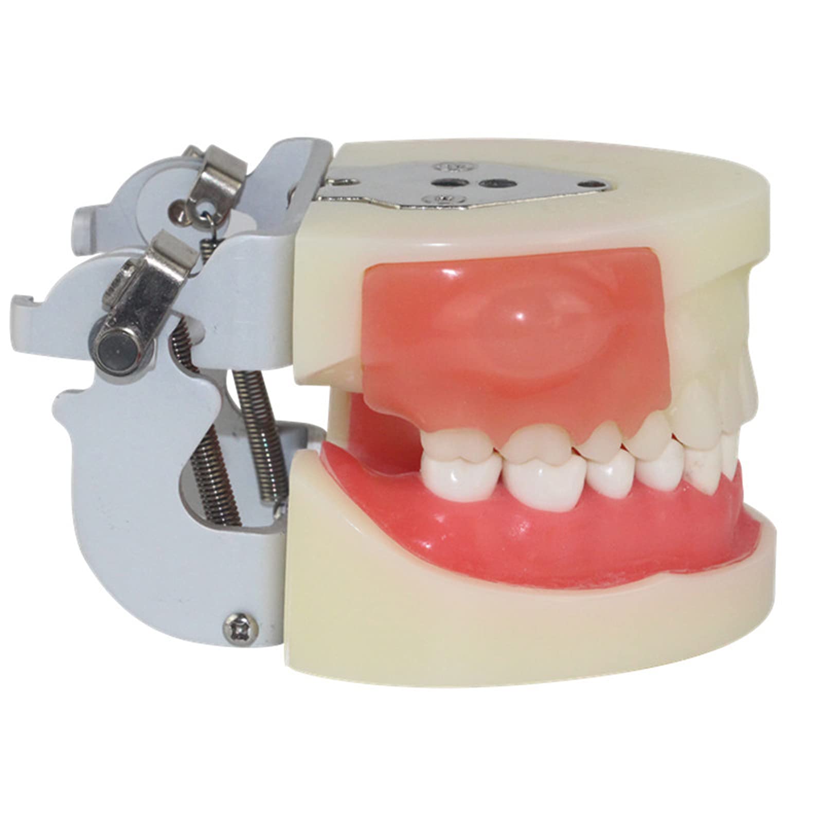 Buy Human Teeth Model, Dental Alveolar Abscess Incision and Drainage