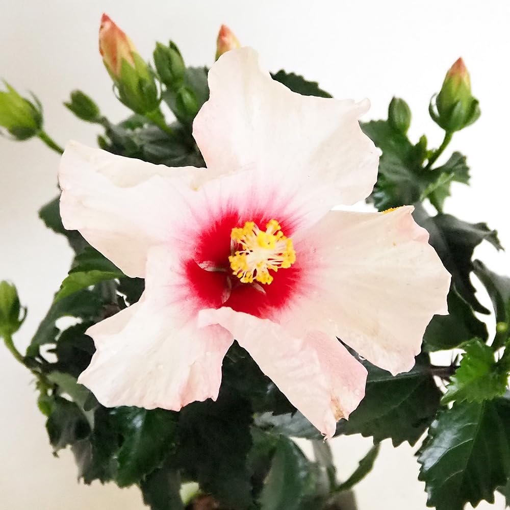 Amazon.co.jp: ITANSE ハイビスカス ピンク 4号 1個売り【品種で