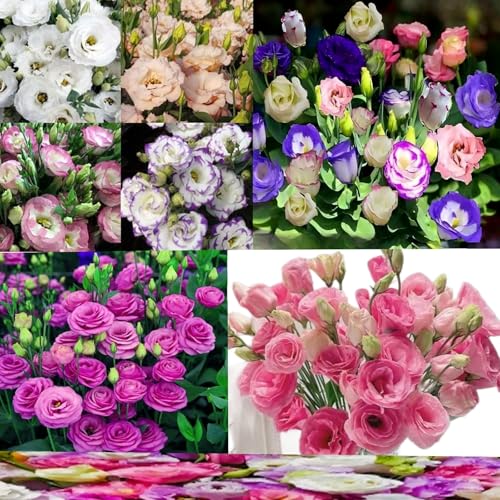 1800 Stück Eustoma-Samen in gemischten Farben können drinnen und draußen angebaut werden Eustoma-Pflanze als dekorative Blumen im Topf perfekt für Blumenarrangements Sträuße und Partydekorationen