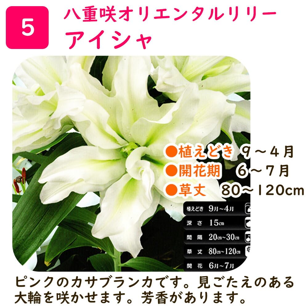 Amazon.co.jp: 「 八重咲オリエンタルリリー 球根 【 3. アイシャ 1