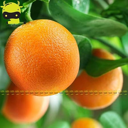 Amazon Com Go Garden39 Washington Navel39 Orange Seeds 10 Seeds Pack Delicious Sweet Fragrant And Seedless Fruits Citrus Sinensis Easy Care Plants Garden Outdoor