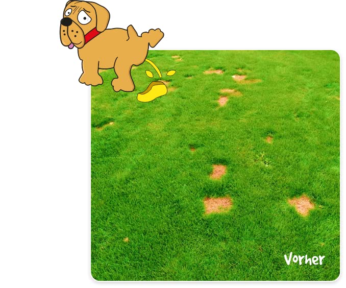 WiesiFix | 3in1 Power Rasenpflaster für Urinflecken in der Wiese | schnellkeimend | Rasennachsaat | Fleckenentferner | Selbstnachanbauset | Hund | tierfreundlich | Gartenpflege |