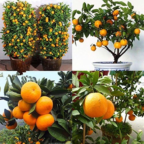 Nianyan 40 Pcs Edible Fruit Citrus Orange Tree Seeds Planting Bonsai Home Garden Plants