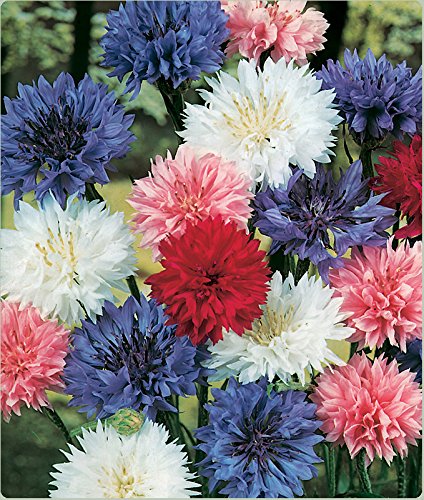 Indica Super Agri Green Corn Flower Seeds 100 Seeds pack1 Kitchen Garden Pack (B01E2BL4N4) Amazon Price History, Amazon Price Tracker