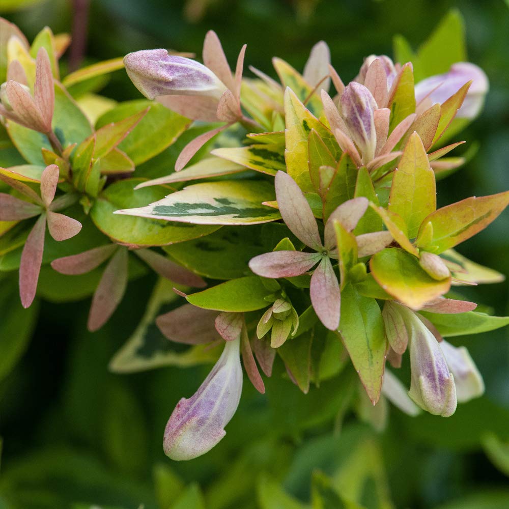 Thompson & Morgan Hardy Perennial Abelia ‘Kaleidoscope’, Semi-Evergreen Flowering Shrub, Potted Garden Plants Ideal for Cottage Gardens, Patio and Containers (1 x 3.6 Litre Pot)