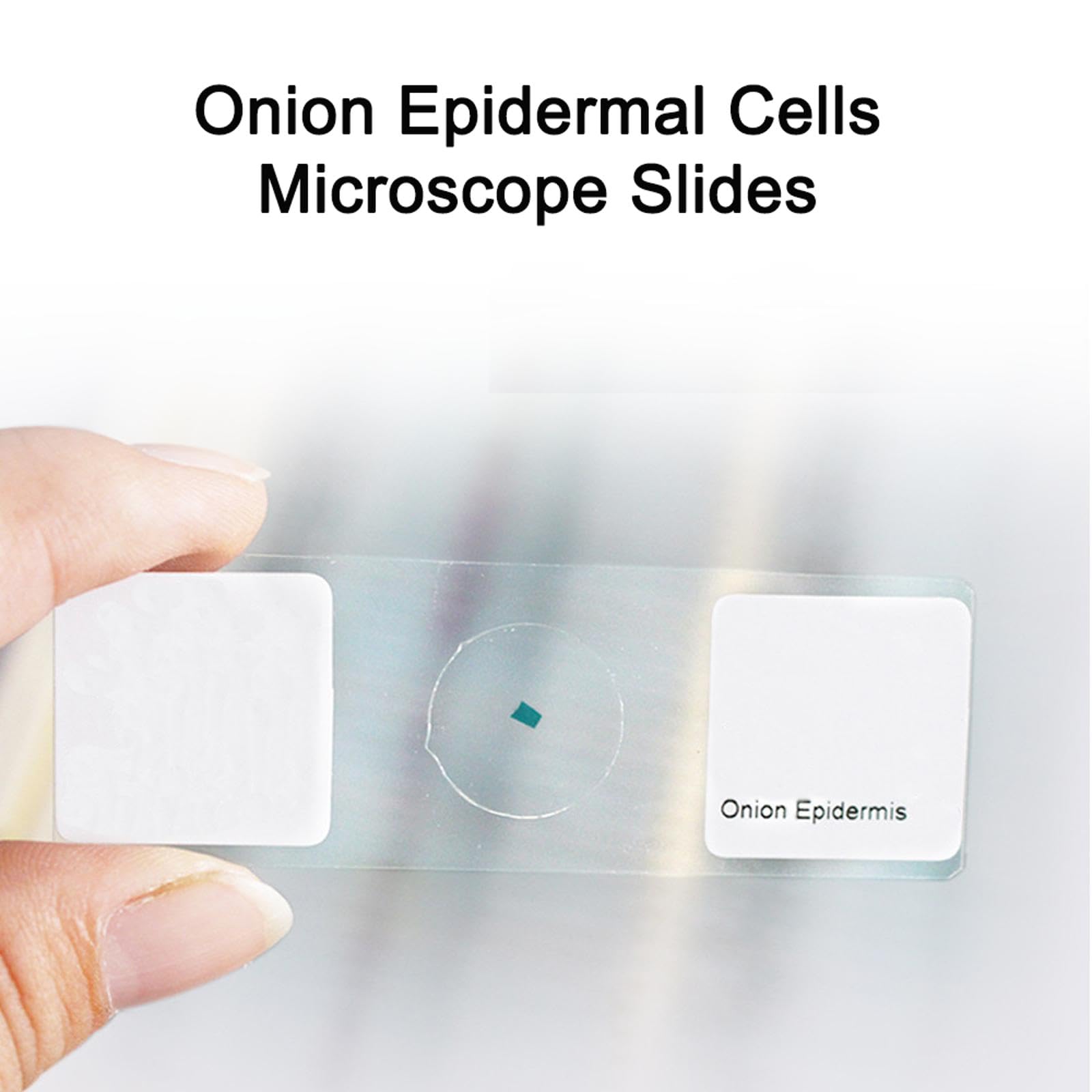 25pcs Microscopio Porta Oggetti Microscopio, vetrini in Vetro per mitosi vegetale, Microscopio Accessori per Laboratorio Scientifico Biologico