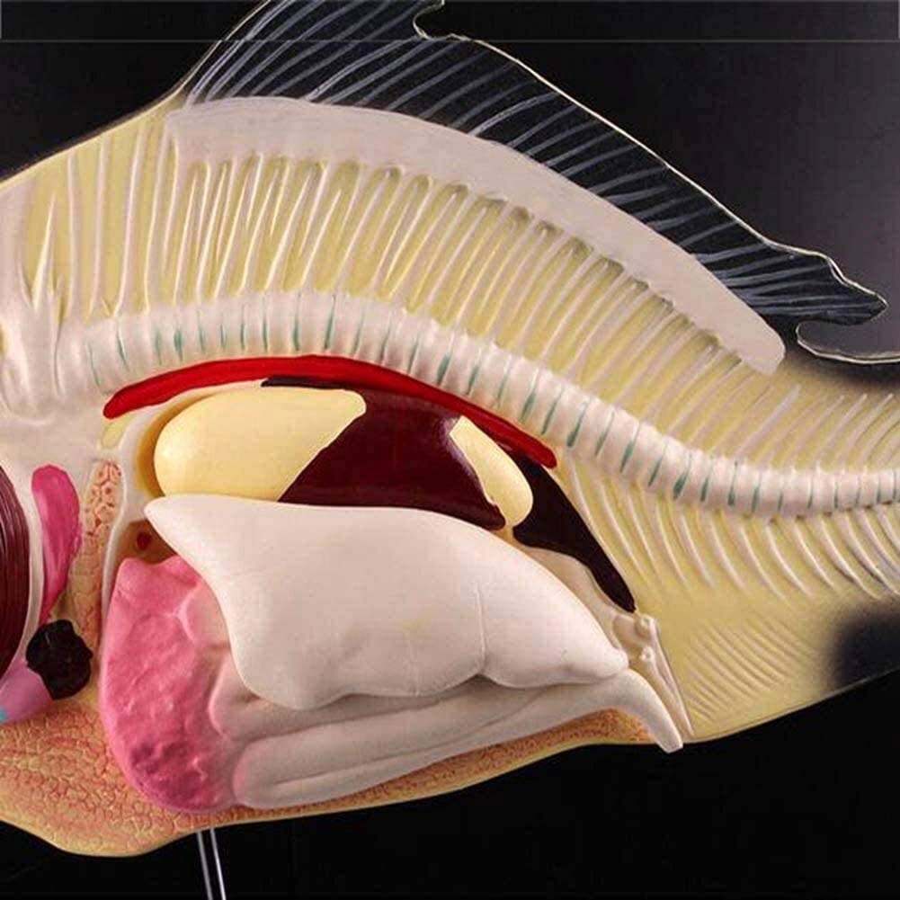 Anatomiczny model anatomiczny narządy wewnętrzne zwierząt opis ryb 3 szt. Model laboratoryjny wspomagający model dydaktyczny usuwalne narządy wewnętrzne