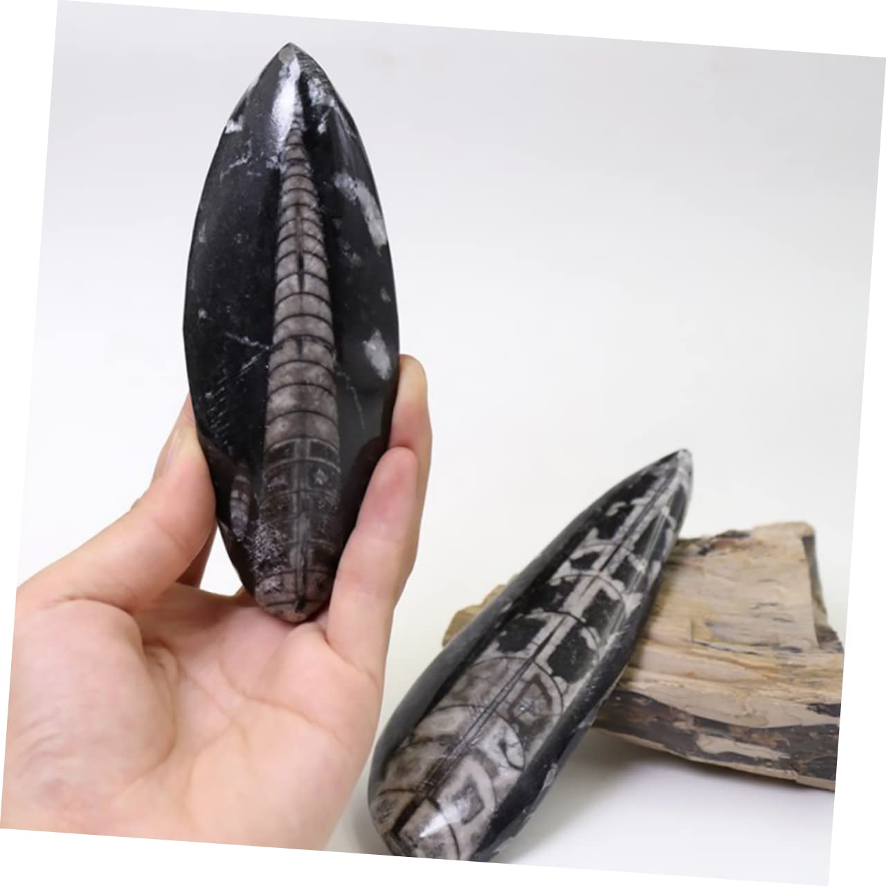 Fossile di Orthoceras Nero Grande per Scopi Educativi Materiale Minerale Autentico per Laboratorio di Paleontologia e Didattica Scientifica