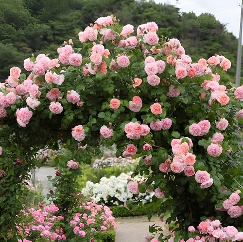 Image of Aparajita and Climbing Rose Seeds Combo Pack, Mixed Colors, Garden Flower Seeds for Home Garden Planting(Pack Of 100)
