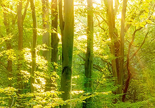 murando - Paravent Raumteiler Innen Wald 225x172 cm 5-teilig Einseitig Raumtrenner Trennwand Holz Room Divider Mobiler Sichtschutz Spanische Wand Raum Abtrennung Bäume Natur Botanik Sonne b-B-0383-z-c