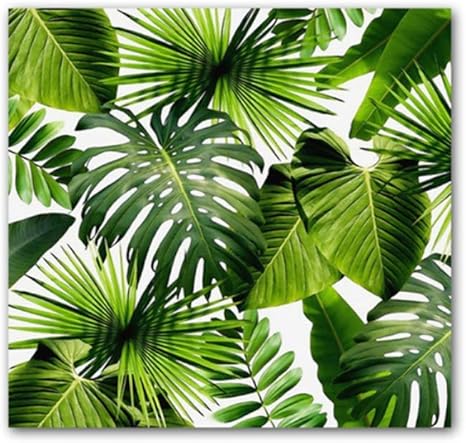 Amazon 緑の植物モンステラの葉のポスターとプリント壁アートキャンバス絵画ポスター印刷装飾40x40cmフレームなし緑 ウォールステッカー オンライン通販 Amazon 緑の植物モンステラの葉のポスターとプリント壁アートキャンバス絵画ポスター印刷装飾40x40cmフレームなし緑 ウォールステッカー オンライン通販